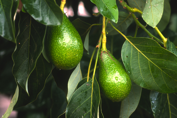 Avocado crops need lots of irrigation to grow, which can put a strain on local water supplies. Photo / Getty
